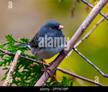 Nahaufnahme von Junco mit einem unscharfen Hintergrund in seiner Umgebung und Umgebung. Dunkeläugiges Junco-Bild. Stockfoto