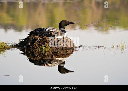 Loon brütet auf seinem Nest mit Sumpfgräsern, Schlamm und Wasser am Seeufer in seiner Umgebung und seinem Lebensraum mit roten Augen, schwarzen und weißen Federn Stockfoto