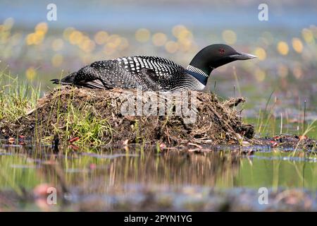 Nahaufnahme des Sumpfloons, der auf seinem Nest brütet, mit Sumpfgräsern, Schlamm und Wasser in seiner Umgebung und seinem Lebensraum. Loon on Nest. Loon im Feuchtgebiet. Loon Stockfoto