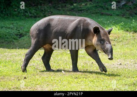 Eine Begegnung mit dem Tapir des männlichen Baird (Tapirus bairdii) in Corcovado Stockfoto