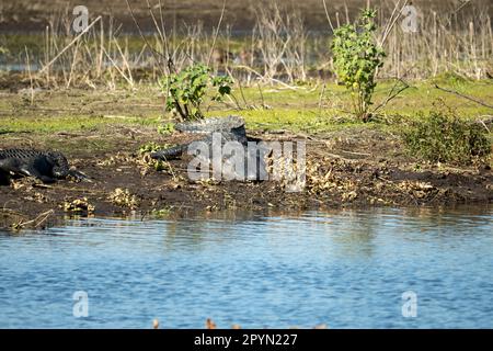 Amerikanische Alligatoren genießen die Hitze der Sonne am Ufer des Sees in Florida. Stockfoto