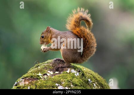 Rotschwanz-Eichhörnchen (Sciurus granatensis), das auf einem Felsen isst. Stockfoto