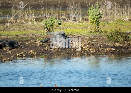 Amerikanische Alligatoren genießen die Hitze der Sonne am Ufer des Sees in Florida. Stockfoto