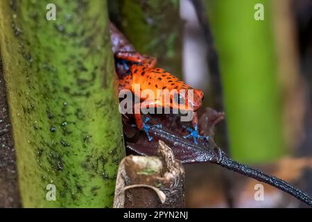 Der kleine Erdbeer-Giftfrosch oder Blaujeans Giftfrosch (Oophaga pumilio) Stockfoto