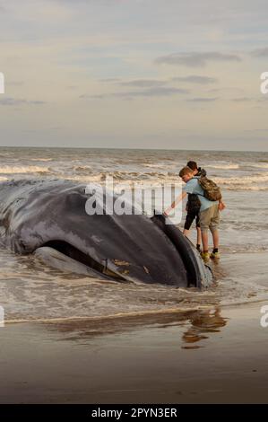 Toter Beached Whale Stockfoto