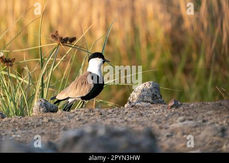 Der Stechflügelkrampf (Vanellus spinosus) in der Morningsun in Gambia Stockfoto