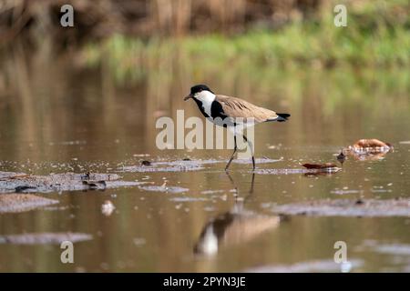 Stechflügelläufer (Vanellus spinosus) in einem fast ausgetrockneten Teich in Gambia Stockfoto