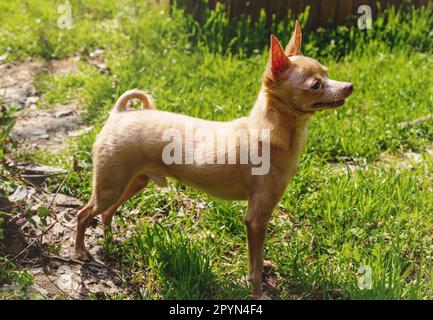 Kleine Hundezucht, Spielzeug, Terrier, der draußen im Park spaziert. Stockfoto