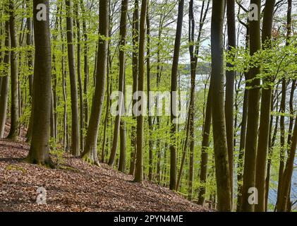 Carwitz, Deutschland. 01. Mai 2023. Frühling im Buchwald 'Hullerbusch' mit Blick auf den Zansensee im Naturpark 'Feldberger Seenlandschaft'. Riesige Wälder, Hügel, Täler, sandige Ebenen, beeindruckende Dünen im Landesinneren, Klare Seen und versteckte Moore, historische Gebäude, Kulturerbestätten und Museen – all dies findet man in diesem Naturpark. Diese vielfältige Landschaft wurde von der letzten Eiszeit geprägt. Kredit: Patrick Pleul/dpa/Alamy Live News Stockfoto