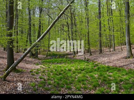 Carwitz, Deutschland. 01. Mai 2023. Frühling im Buchwald 'Hullerbusch' mit Blick auf den Zansensee im Naturpark 'Feldberger Seenlandschaft'. Riesige Wälder, Hügel, Täler, sandige Ebenen, beeindruckende Dünen im Landesinneren, Klare Seen und versteckte Moore, historische Gebäude, Kulturerbestätten und Museen – all dies findet man in diesem Naturpark. Diese vielfältige Landschaft wurde von der letzten Eiszeit geprägt. Kredit: Patrick Pleul/dpa/Alamy Live News Stockfoto