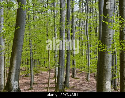 Carwitz, Deutschland. 01. Mai 2023. Frühling im Buchwald 'Hullerbusch' mit Blick auf den Zansensee im Naturpark 'Feldberger Seenlandschaft'. Riesige Wälder, Hügel, Täler, sandige Ebenen, beeindruckende Dünen im Landesinneren, Klare Seen und versteckte Moore, historische Gebäude, Kulturerbestätten und Museen – all dies findet man in diesem Naturpark. Diese vielfältige Landschaft wurde von der letzten Eiszeit geprägt. Kredit: Patrick Pleul/dpa/Alamy Live News Stockfoto