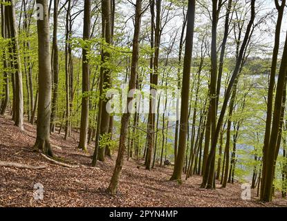 Carwitz, Deutschland. 01. Mai 2023. Frühling im Buchwald 'Hullerbusch' mit Blick auf den Zansensee im Naturpark 'Feldberger Seenlandschaft'. Riesige Wälder, Hügel, Täler, sandige Ebenen, beeindruckende Dünen im Landesinneren, Klare Seen und versteckte Moore, historische Gebäude, Kulturerbestätten und Museen – all dies findet man in diesem Naturpark. Diese vielfältige Landschaft wurde von der letzten Eiszeit geprägt. Kredit: Patrick Pleul/dpa/Alamy Live News Stockfoto