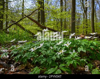 Carwitz, Deutschland. 01. Mai 2023. Im Buchwald „Hullerbusch“ im Naturpark „Feldberger Seenlandschaft“ wächst Holzanemone, auch bekannt als Holzanemone (Anemonoides nemorosa). Riesige Wälder, Hügel, Täler, sandige Ebenen, beeindruckende Dünen im Landesinneren, Klare Seen und versteckte Moore, historische Gebäude, Räume zur lokalen Geschichte und Museen – all dies finden Sie in diesem Naturpark. Diese vielfältige Landschaft wurde von der letzten Eiszeit geprägt. Kredit: Patrick Pleul/dpa/Alamy Live News Stockfoto