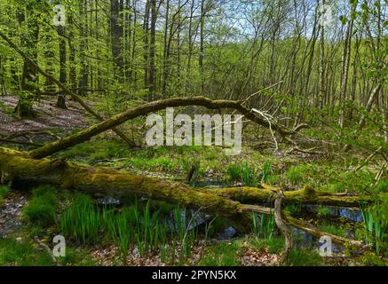 Carwitz, Deutschland. 01. Mai 2023. Ein Sumpf und Feuchtgebiet im Buchwald 'Hullerbusch' im Naturpark 'Feldberger Seenlandschaft'. Riesige Wälder, Hügel, Täler, sandige Ebenen, beeindruckende Dünen im Landesinneren, Klare Seen und versteckte Moore, historische Gebäude, Kulturerbestätten und Museen – all dies findet man in diesem Naturpark. Diese vielfältige Landschaft wurde von der letzten Eiszeit geprägt. Kredit: Patrick Pleul/dpa/Alamy Live News Stockfoto