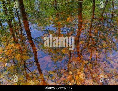 Carwitz, Deutschland. 01. Mai 2023. Ein Sumpf und Feuchtgebiet im Buchwald 'Hullerbusch' im Naturpark 'Feldberger Seenlandschaft'. Riesige Wälder, Hügel, Täler, sandige Ebenen, beeindruckende Dünen im Landesinneren, Klare Seen und versteckte Moore, historische Gebäude, Kulturerbestätten und Museen – all dies findet man in diesem Naturpark. Diese vielfältige Landschaft wurde von der letzten Eiszeit geprägt. Kredit: Patrick Pleul/dpa/Alamy Live News Stockfoto