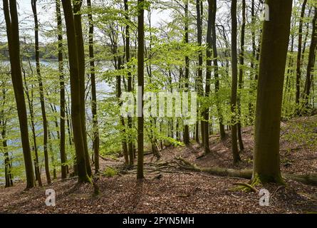 Carwitz, Deutschland. 01. Mai 2023. Frühling im Buchwald 'Hullerbusch' mit Blick auf den Zansensee im Naturpark 'Feldberger Seenlandschaft'. Riesige Wälder, Hügel, Täler, sandige Ebenen, beeindruckende Dünen im Landesinneren, Klare Seen und versteckte Moore, historische Gebäude, Kulturerbestätten und Museen – all dies findet man in diesem Naturpark. Diese vielfältige Landschaft wurde von der letzten Eiszeit geprägt. Kredit: Patrick Pleul/dpa/Alamy Live News Stockfoto