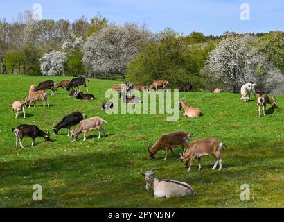 Carwitz, Deutschland. 01. Mai 2023. Ziegen stehen auf einer Wiese in der Nähe des Buchwaldes „Hullerbusch“ im Naturpark „Feldberger Seenlandschaft“. Riesige Wälder, Hügel, Täler, sandige Ebenen, beeindruckende Dünen im Landesinneren, Klare Seen und versteckte Moore, historische Gebäude, Kulturerbestätten und Museen – all dies findet man in diesem Naturpark. Diese vielfältige Landschaft wurde von der letzten Eiszeit geprägt. Kredit: Patrick Pleul/dpa/Alamy Live News Stockfoto