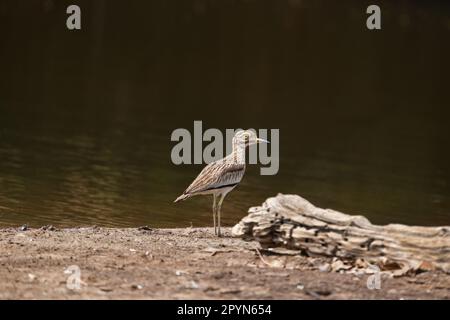 Senegal, dickes Knie (Burhinus senegalensis) Stockfoto