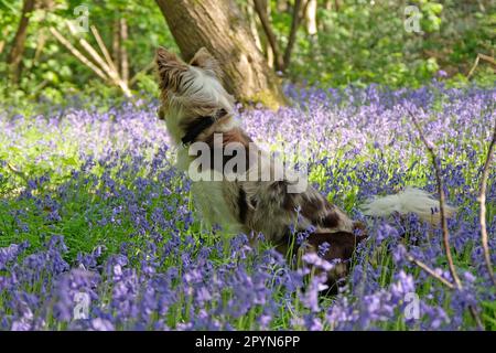 In Bluebell Woods, Surrey, Großbritannien, stand ein dreifarbiger, roter Merle Border Collie. Stockfoto
