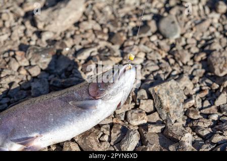 Forellenfischen am Seeufer. Angeln als Erholung oder Nahrung. Forellen in der offenen Saison, Angeln am Ufer, Forellen, offene Saison, Natur, Outdoor-Akti Stockfoto