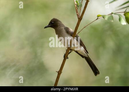 Bulbul (Pycnonotus barbatus) Stockfoto