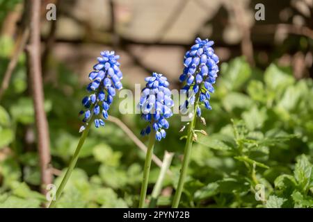 Traubenhyazinthen, Muscari botryoides, drei blaue Blüten und Stiele im Garten im Frühling, Niederlande Stockfoto