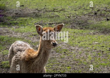 Schwarzwild, Dama dama, Feen, hellbraune junge weibliche Rehe im Wildpark, Hilversum, Niederlande Stockfoto