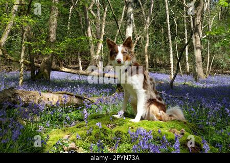 In Bluebell Woods, Surrey, Großbritannien, stand ein dreifarbiger, roter Merle Border Collie. Stockfoto