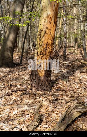 Rinde, die von einer Eiche fällt, Quercus robur, nach Hitzewelle und Dürre aufgrund des Klimawandels, Hilversum, Niederlande Stockfoto