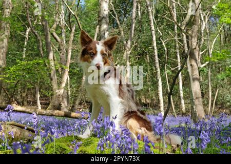 In Bluebell Woods, Surrey, Großbritannien, stand ein dreifarbiger, roter Merle Border Collie. Stockfoto