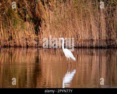 Großer Reiher, Ardea alba, steht im flachen Wasser und wartet darauf, einen Fisch im Naturschutzgebiet nahe Strand Nulde, Niederlande, zu fangen Stockfoto