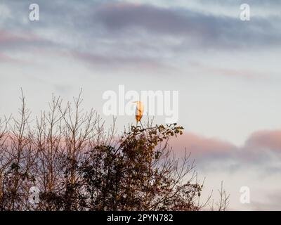 Großer Reiher, Ardea alba, der während der goldenen Stunde im Naturschutzgebiet nahe Strand Nulde, Niederlande, auf der Baumspitze sitzt Stockfoto