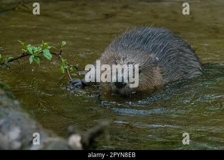 Eurasischer/Europäischer Biber (Castor Fiber) auf dem Fluss Tay, Perthshire, Schottland, Vereinigtes Königreich. Stockfoto