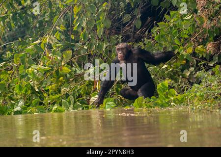 Gemeine Schimpanse (Pan troglodytes verus) in der Nähe des Flusses Gambia, auf den Paviuninseln Stockfoto