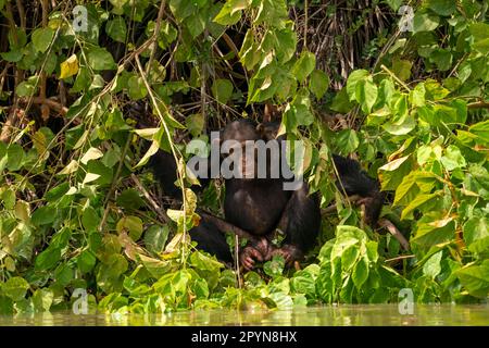 Gemeine Schimpanse (Pan troglodytes verus) in der Nähe des Flusses Gambia, auf den Paviuninseln Stockfoto