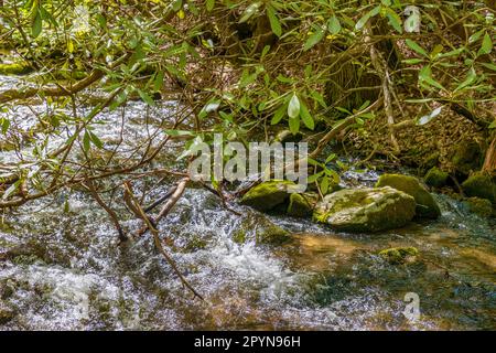 Nahaufnahme eines kleinen Bachs mit einem wilden Rhododendron-Zweig, der von der Bank in den Great Smoky Mountains abhängt. Stockfoto