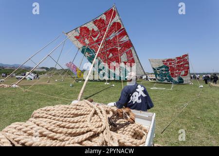 Ein kleiner Kleinbus mit Seilen vor großen Drachen auf dem Sagami Giant Kite Festival (Sagami-no-Oodako) Sagamihara. Das Sagami Giant Kite Festival begann in den 1830er Jahren als Ergänzung zum Children's Festival, das am 5. Mai in japan gefeiert wird. Mit der Zeit sind die Drachen, die aus Bambus und handgemachtem Papier bestehen, größer geworden. Die größten Drachen, die während dieses Festivals vom Flussufer der Sagami geflogen wurden, sind etwa 15 Meter lang und können über 900 Kilogramm wiegen. Ein Team von 80 bis 100 Personen braucht sie, um sie in die Luft zu jagen. Stockfoto