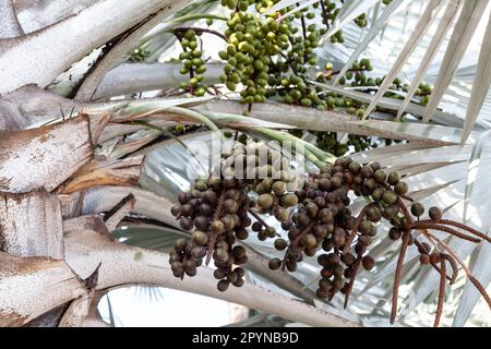 Silvery Bismarckia ist eine edle monotypische Gattung der Familie Palm mit braunen Früchten und weißen Blättern aus Madagaskar. Stockfoto