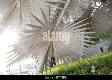 Silvery Bismarckia ist eine edle monotypische Gattung der Familie Palm mit braunen Früchten und weißen Blättern aus Madagaskar. Stockfoto