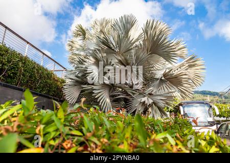 Silvery Bismarckia ist eine edle monotypische Gattung der Familie Palm mit braunen Früchten und weißen Blättern aus Madagaskar. Stockfoto