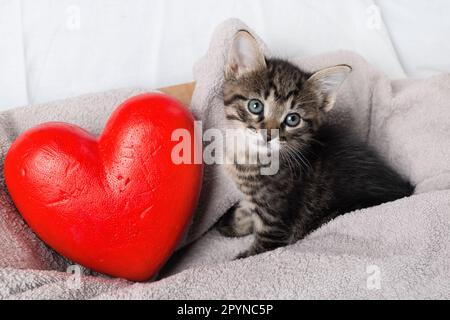 Süßes Kätzchen und rotes Herz auf Handtuchhintergrund. Stockfoto