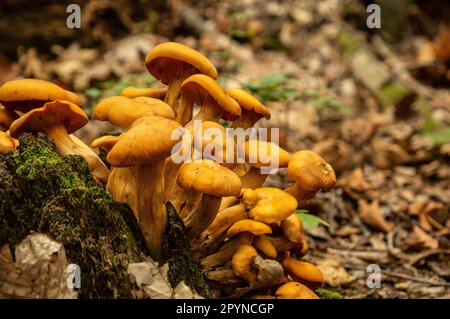 Ostamerikanischer Jack-o'-Lantern (Omphalotus illudens), Annapolis Rock/Black Rock Cliff Trail, MD Stockfoto