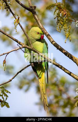 Halsbandsittich Stockfoto