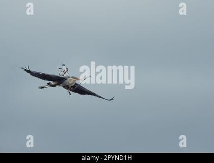 Reiher im Flug mit Zweig, Burke Lake Park, VA Stockfoto