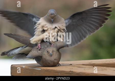 Paarungstauben (Zenaida macroura), Alexandria, VA Stockfoto