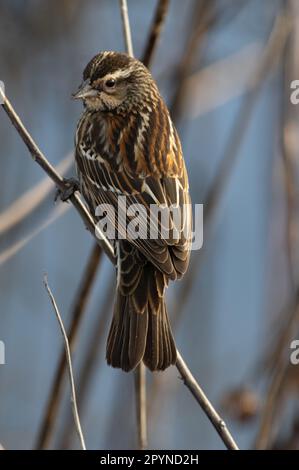 Roter Flügel-Blackbird (Agelaius phoeniceus), Huntley Meadows, VA Stockfoto