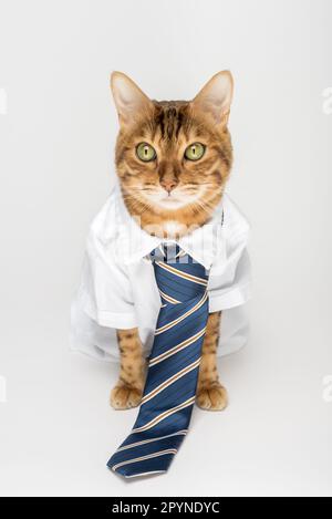 Geschäftskatze in einem Hemd mit Krawatte isoliert auf weißem Hintergrund. Stockfoto