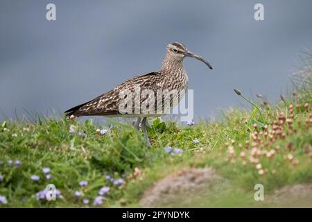 Ein Bummel unter Frühlingsblumen auf einer kornischen Klippe Stockfoto