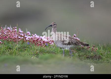 Ein Bummel unter Frühlingsblumen auf einer kornischen Klippe Stockfoto