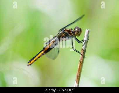 Dieses wunderschöne Insektenraubtier, eine Widow-Skimmer-Libelle, befindet sich hoch oben in einem lebhaften grünen Feld mitten im Sommer. Stockfoto